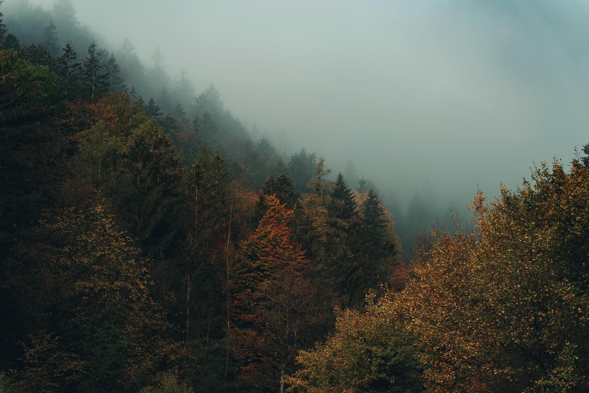 Foggy forest background